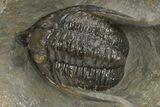 Multi-Toned Diademaproetus Trilobite - Ofaten, Morocco #310524-2